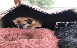 Mixed Breed dogs for adoption: Tiny mother & daughter - Image 4