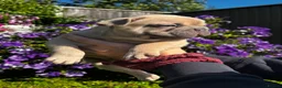 French Bulldog dogs for sale: French Bulldog PuppiesReady for Their Forever home - Advert 29