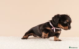 Miniature Dachshund dogs for sale: KC REG long hair miniature dachshund  - Image 7