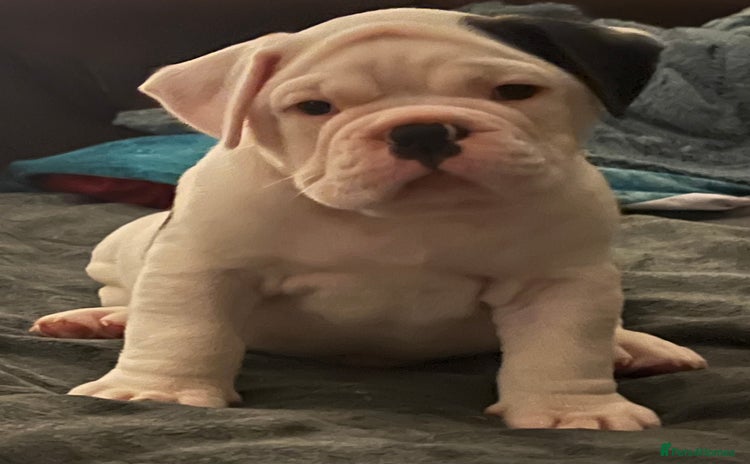 Old Tyme Bulldog dogs - Advert 4