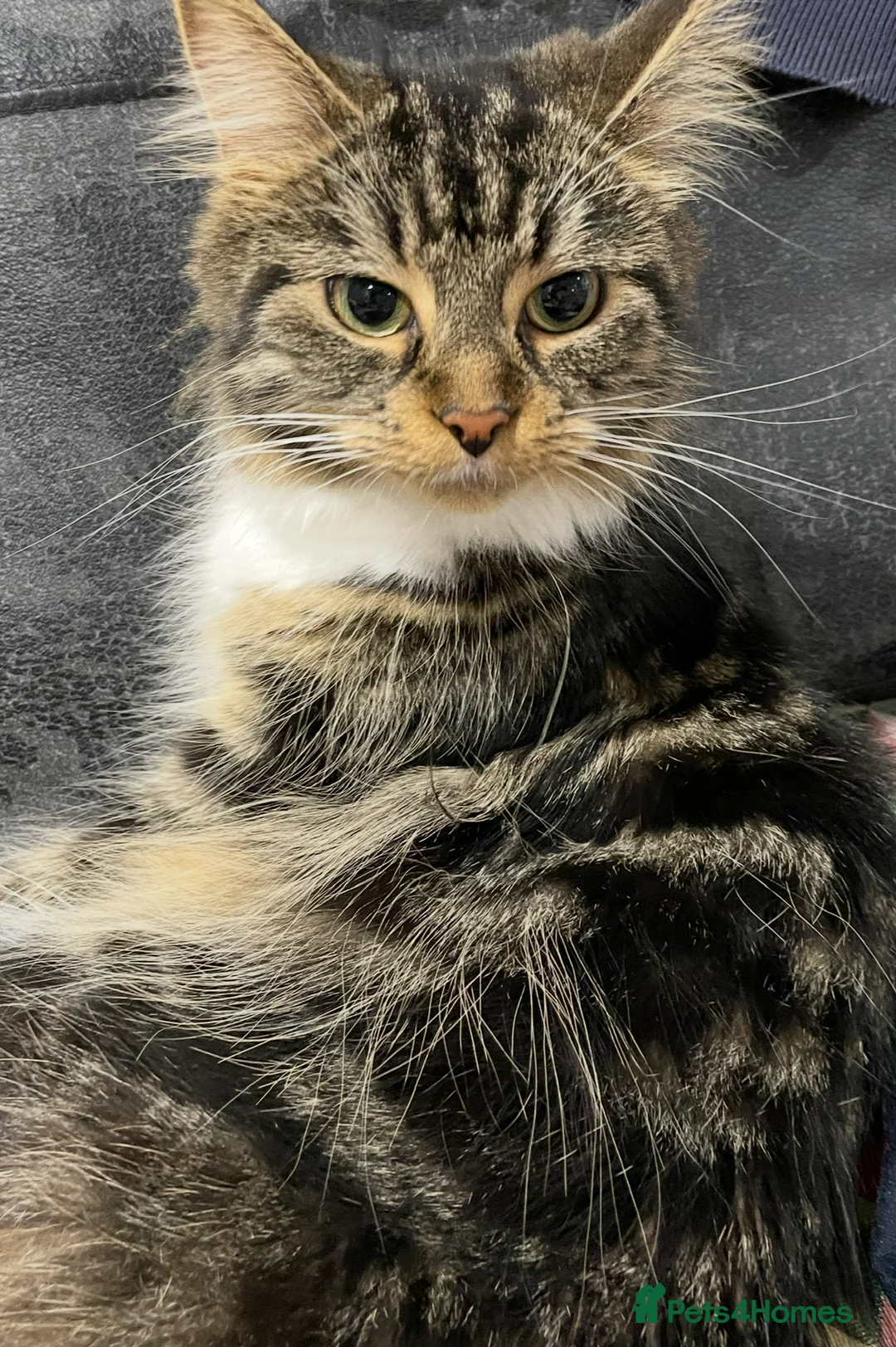 Domestic Shorthair cats for sale: Long hair female  - Advert 4