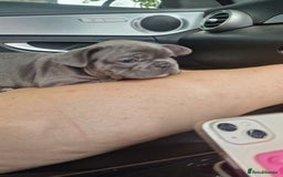 French Bulldog dogs for sale: french bulldog puppies  - Image 9