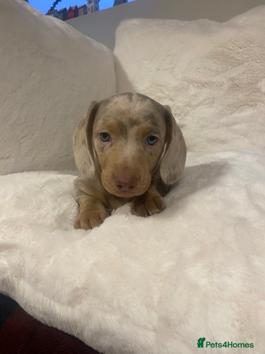 Miniature Dachshund dogs for sale: PRA Clear KC Registered Mini Dachshunds - Advert 14