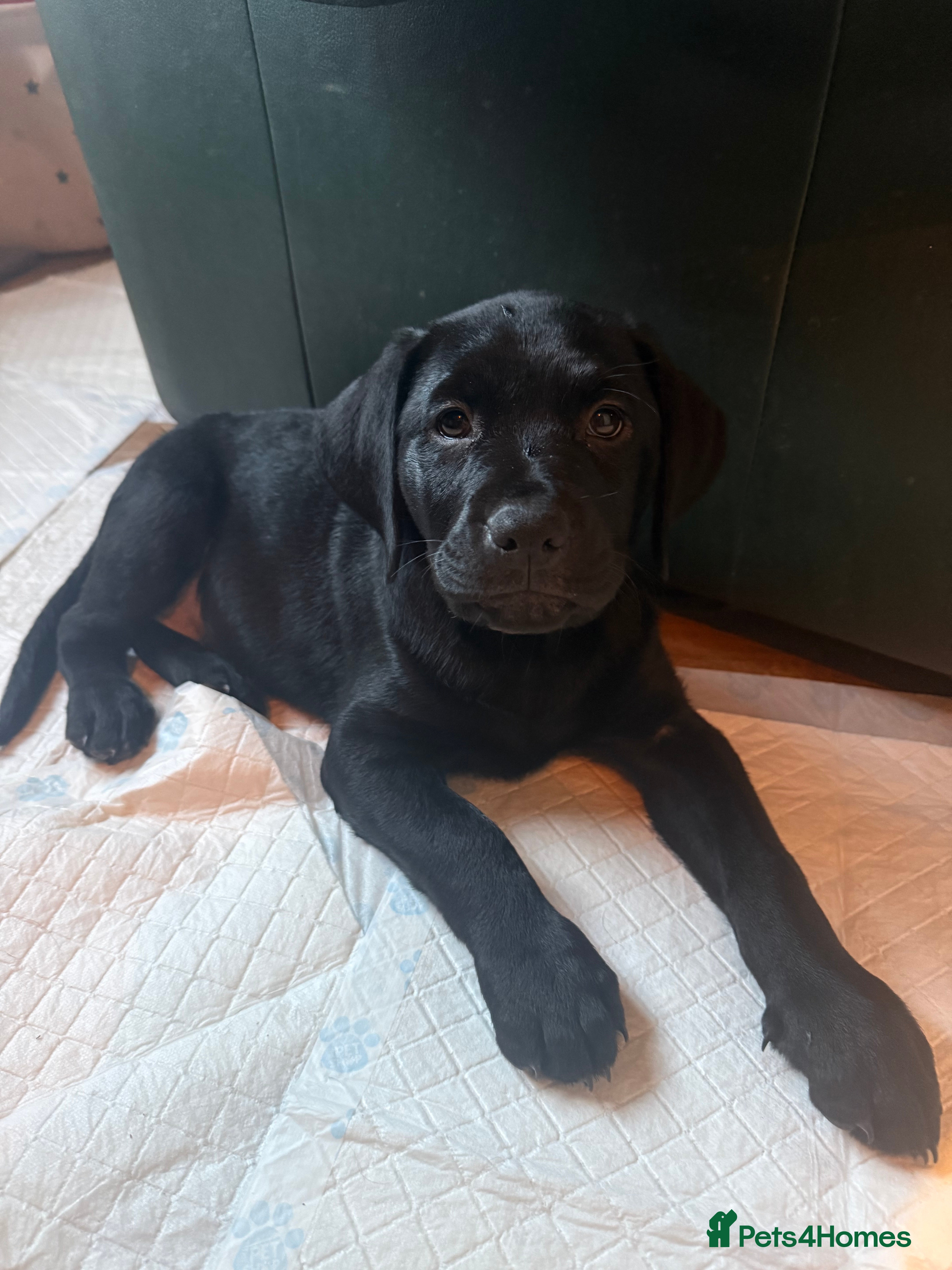 Mixed Breed dogs Labrotties - Advert 17