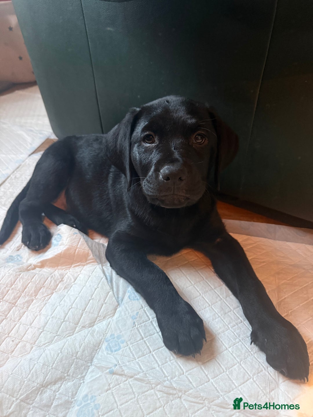 Mixed Breed dogs for sale: Labrotties - Advert 1