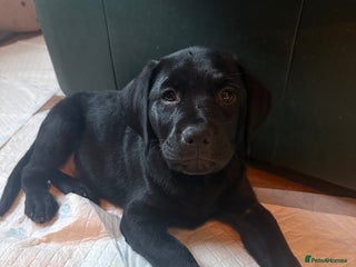 Mixed Breed dogs Labrotties - Advert 1