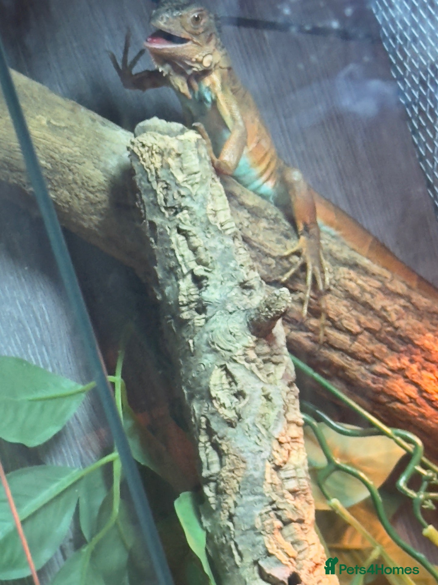 Iguana reptiles Green iguana  - Advert 10