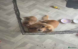 Cocker Spaniel dogs for sale: Stunning gold working cocker spaniel puppies!! - Image 13