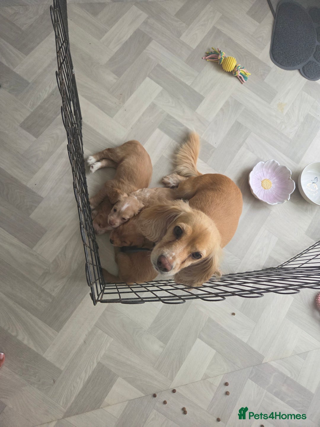 Cocker Spaniel dogs for sale: Stunning gold working cocker spaniel puppies!! - Image 13