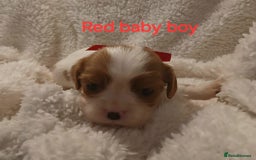 Cavalier King Charles Spaniel dogs for sale: Health tested Cavalier King Charles  - Image 9