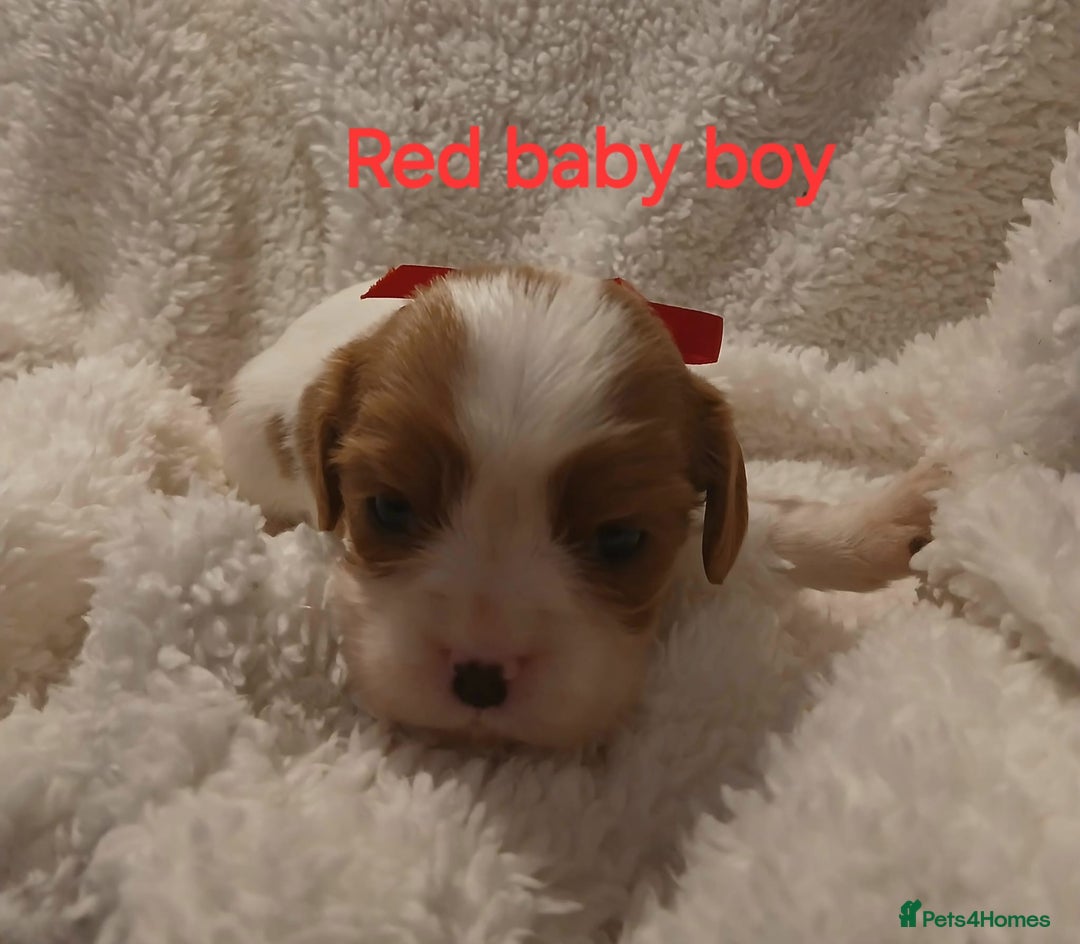 Cavalier King Charles Spaniel dogs for sale: Health tested Cavalier King Charles  - Image 9