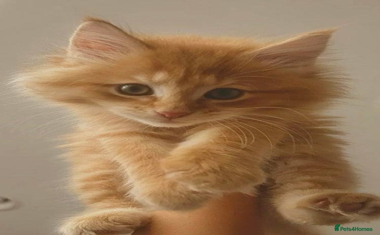Mixed Breed cats - Advert 2