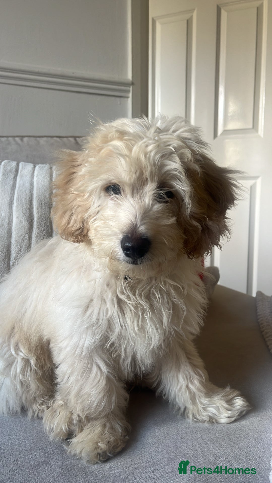 Mixed Breed dogs for sale: Calm, Friendly and Young, Needs a Loving Home  - Advert 4