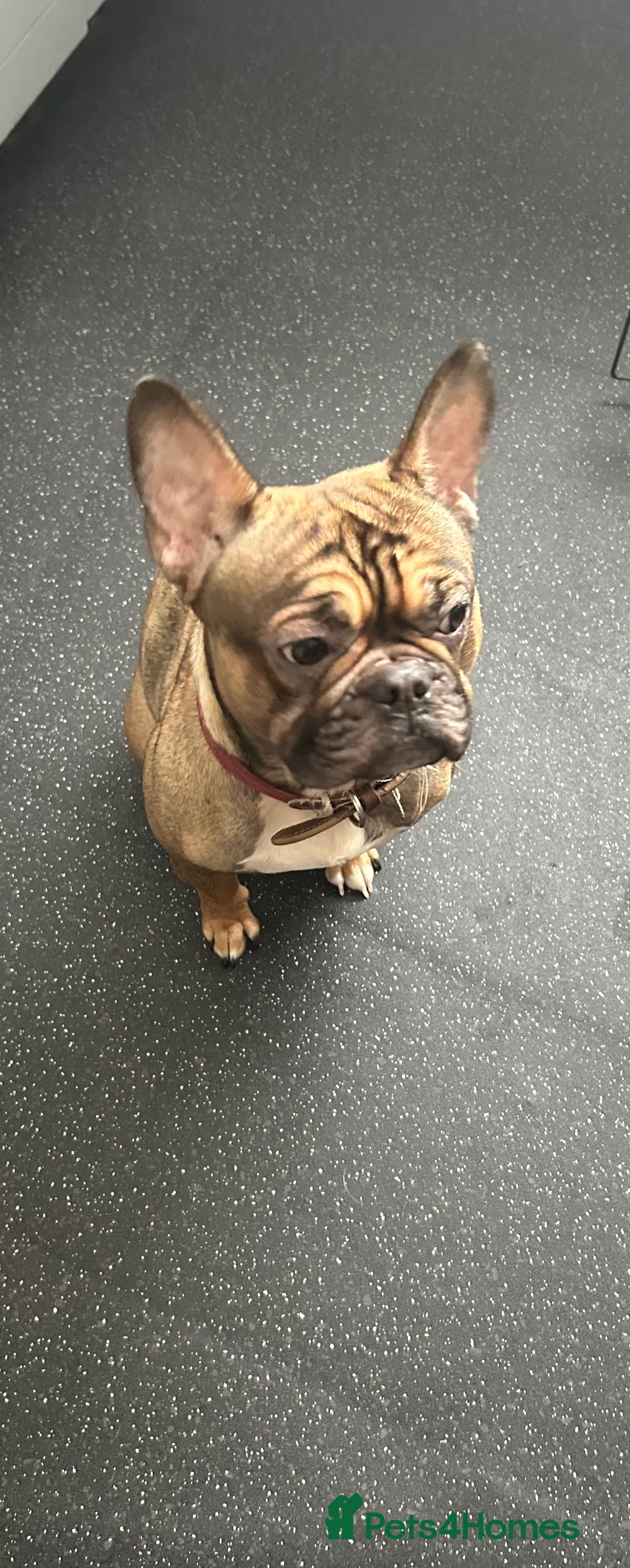 French Bulldog dogs for sale: Poppy - Advert 1