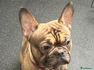 French Bulldog dogs Poppy - Advert 1