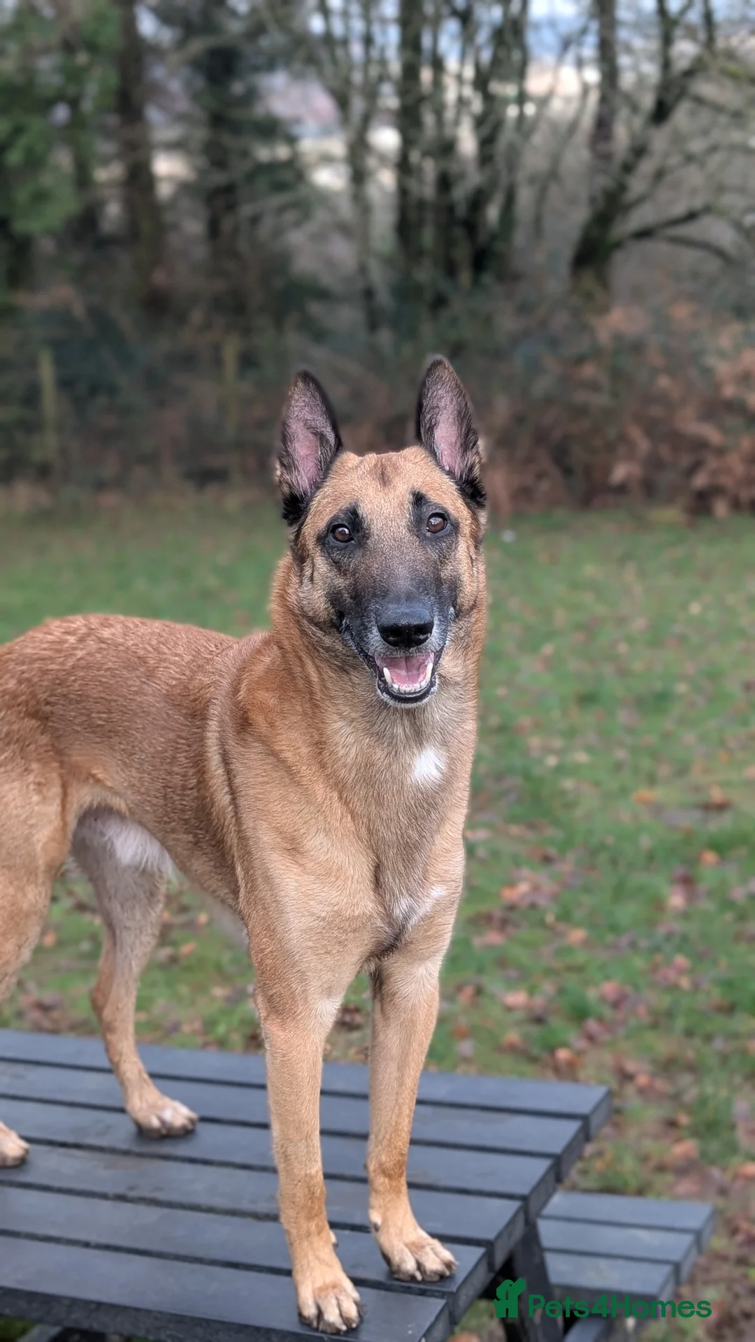 Belgian Shepherd Dog dogs for stud: Fully health tested, proven, KC reg Malinois stud in Treorchy - Advert 12