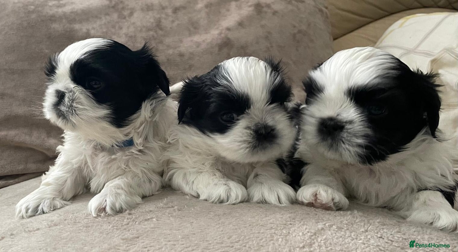 Shih Tzu dogs Pure Shih Tzu Puppies  - Advert 15