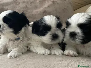 Shih Tzu dogs Pure Shih Tzu Puppies - Advert 5