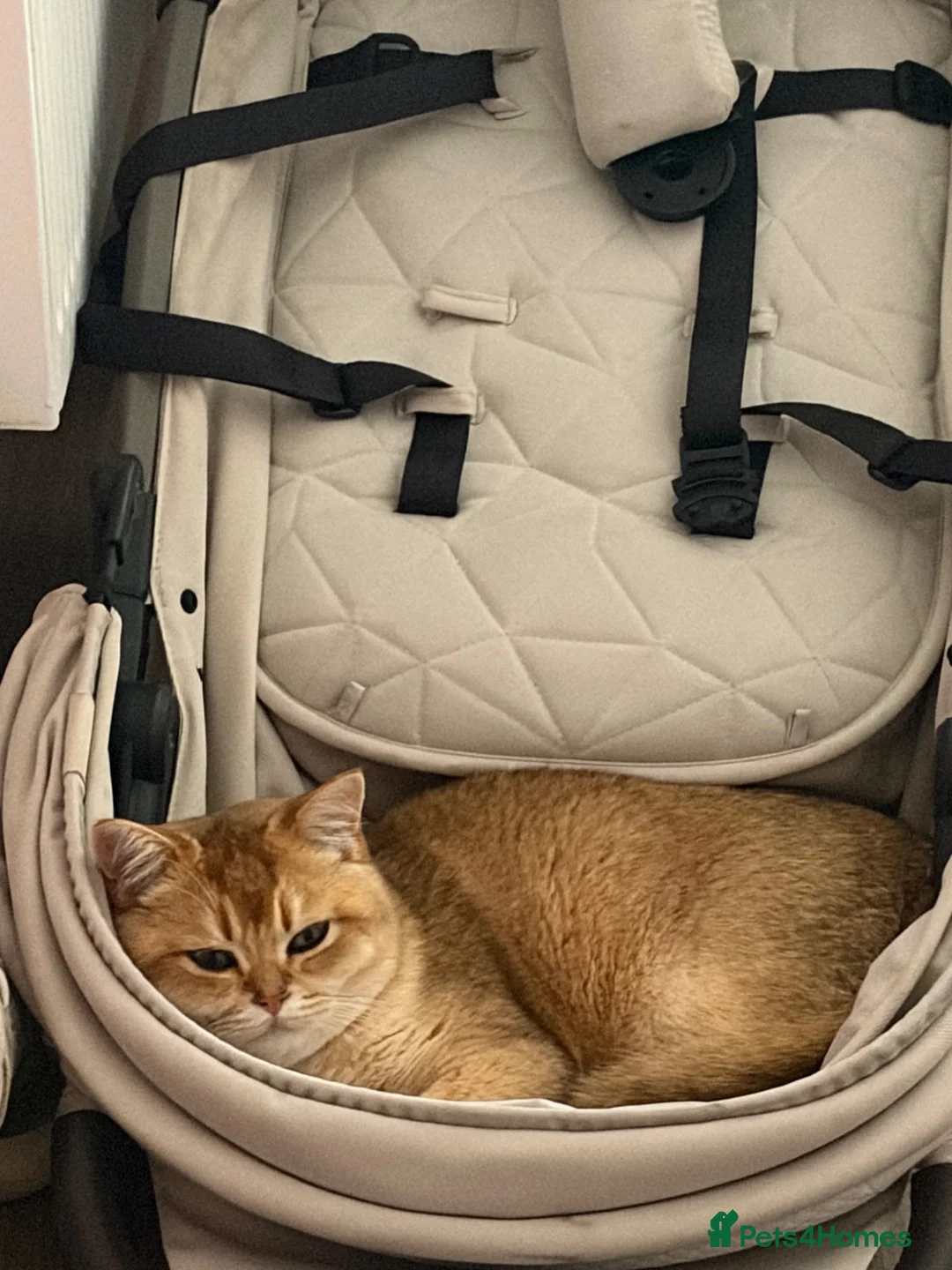 British Shorthair cats for sale: Winnie  in Lincoln - Advert 1