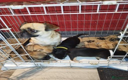 Chug dogs for sale: Chug puppies  - Image 6