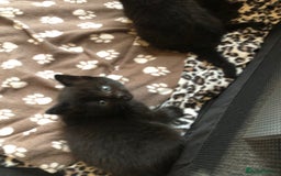 British Shorthair cats for sale: STUNNING AND LOVING BSH x DSH KITTENS - Image 28
