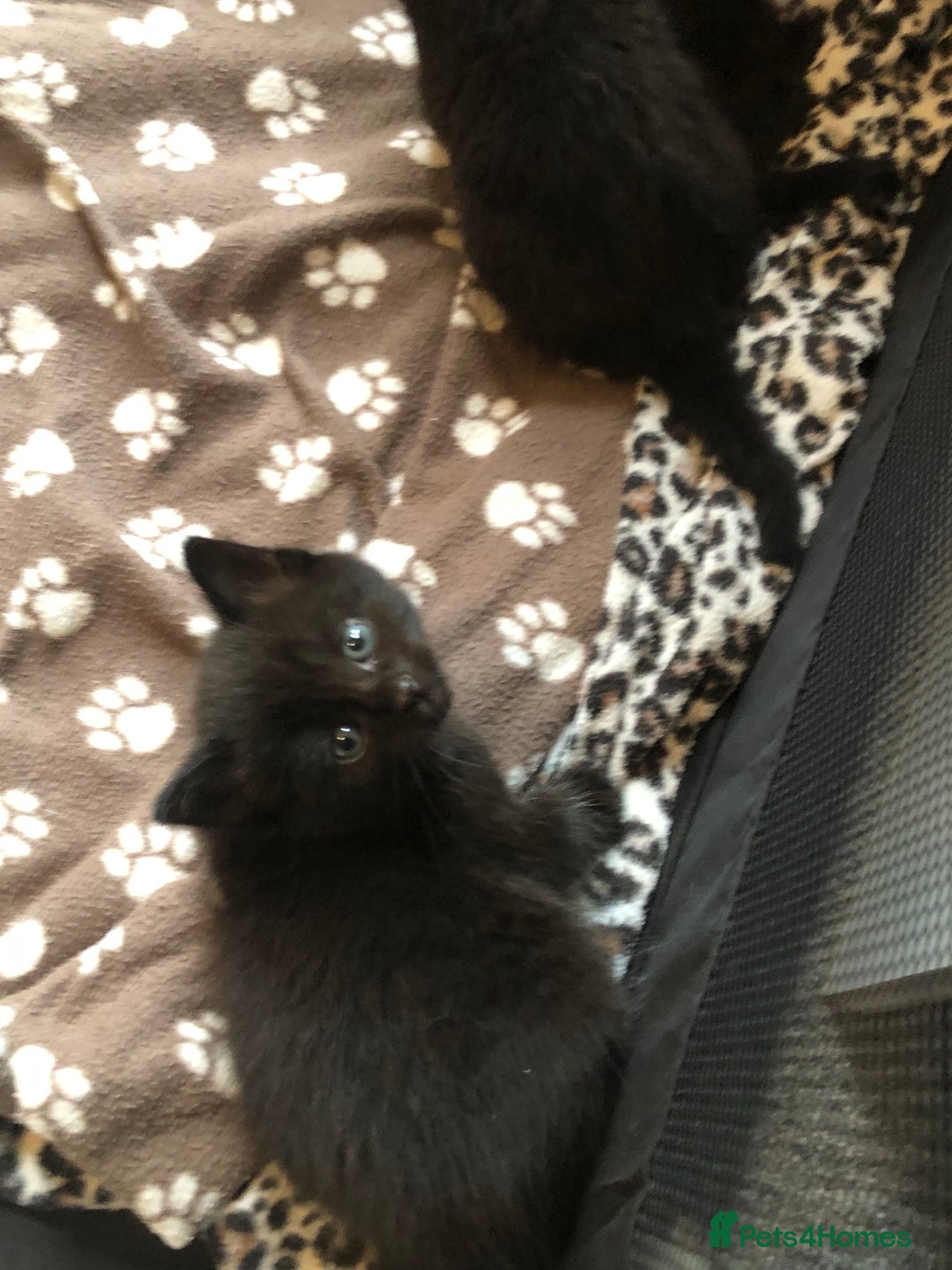 British Shorthair cats for sale: STUNNING AND LOVING BSH x DSH KITTENS - Image 28