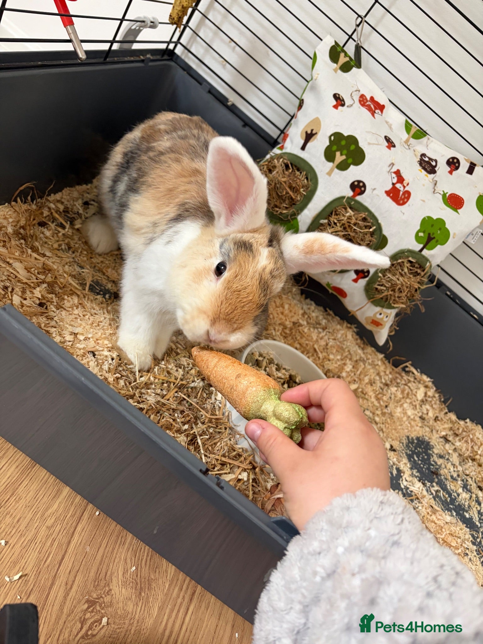 Mini Lop rabbits Mini lop mix - Advert 3