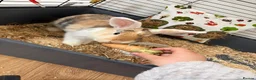 Mini Lop rabbits for sale: Mini lop mix in Runcorn - Advert 1