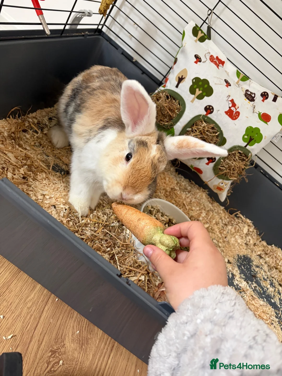 Mini Lop rabbits for sale: Mini lop mix in Runcorn - Advert 1