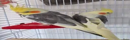 Cockatiels birds for sale: Male cockatiel  - Advert 5