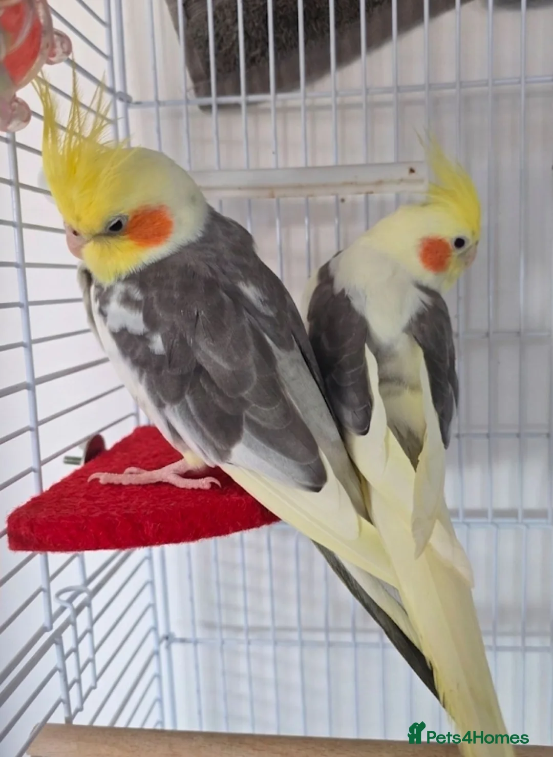 Cockatiels birds for sale: Male cockatiel  - Advert 5
