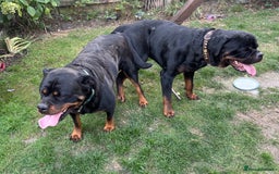 Rottweiler dogs for stud: Proven KC Rottweiler At Stud  in Bacup - Image 14