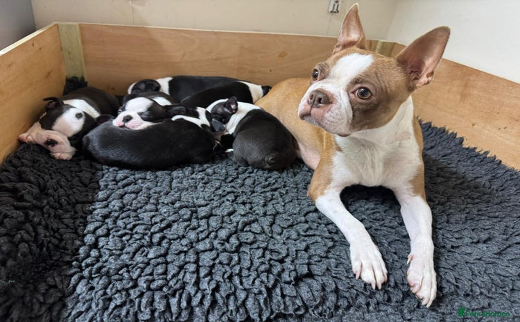 Boston Terrier dogs - Advert 3