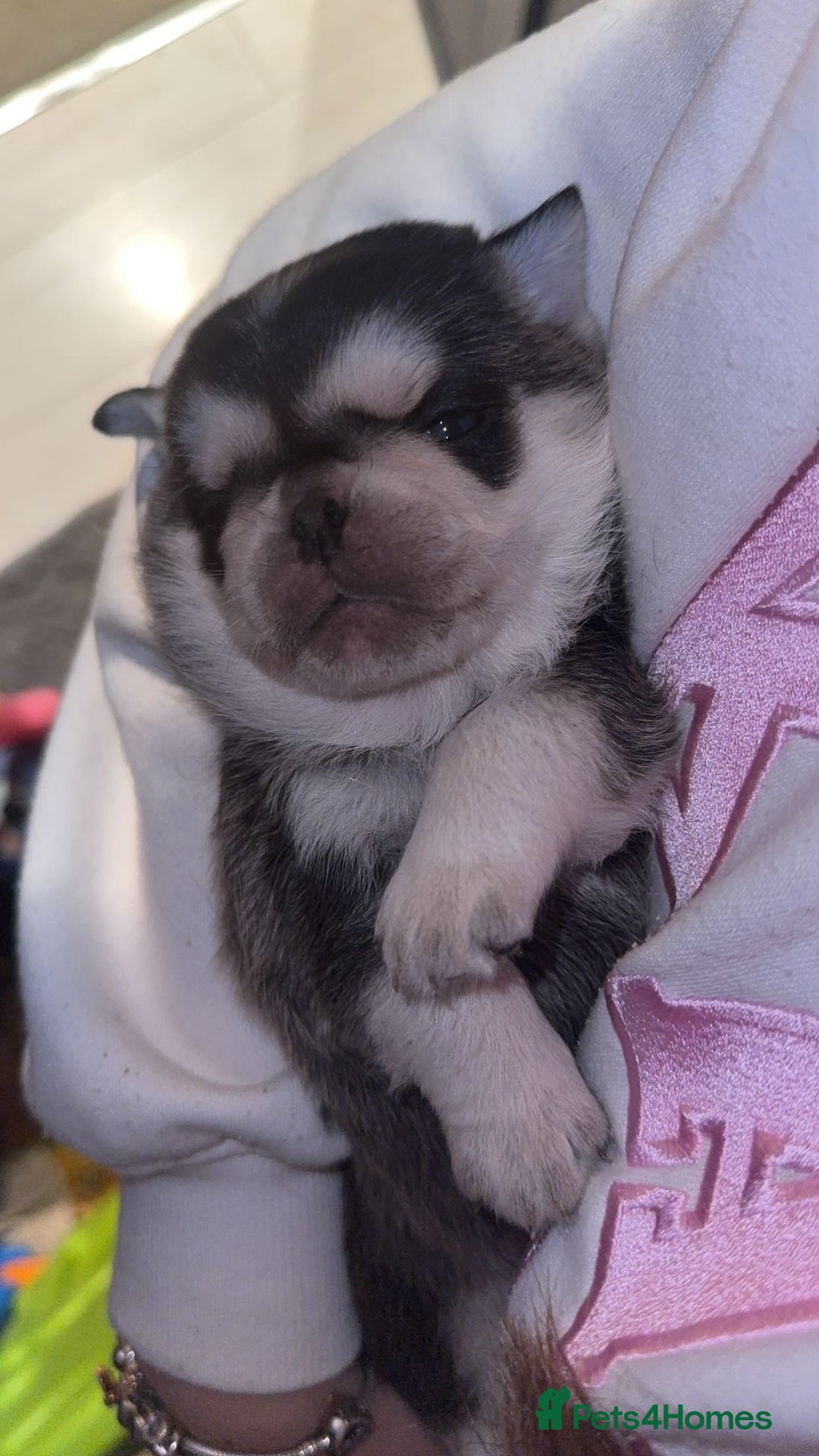 Pug dogs for sale: Pug 1 boy kc  - Advert 16