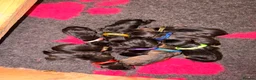 Mixed Breed dogs for sale: Border x Lakeland cross parson russel pups  in Gretna - Advert 3