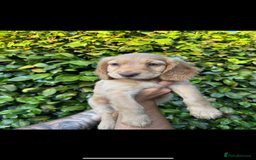 Cocker Spaniel dogs for sale: Cocker spaniel puppy for sale  - Image 2