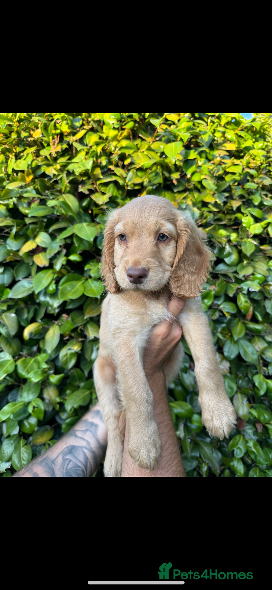 Cocker Spaniel dogs for sale: Cocker spaniel puppy for sale  - Image 2
