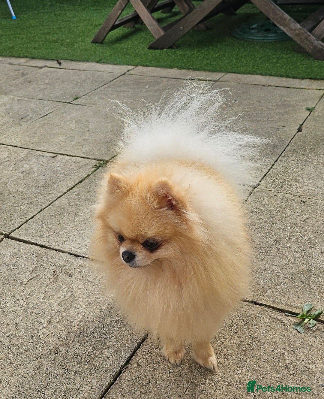 Pomeranian dogs for sale: 4 outstanding quality bear pomeranian puppies - Advert 3