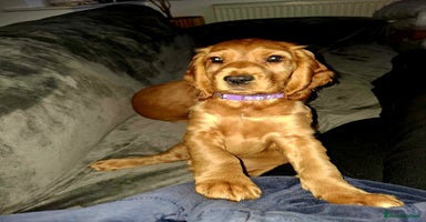 Cocker Spaniel dogs - Advert 13