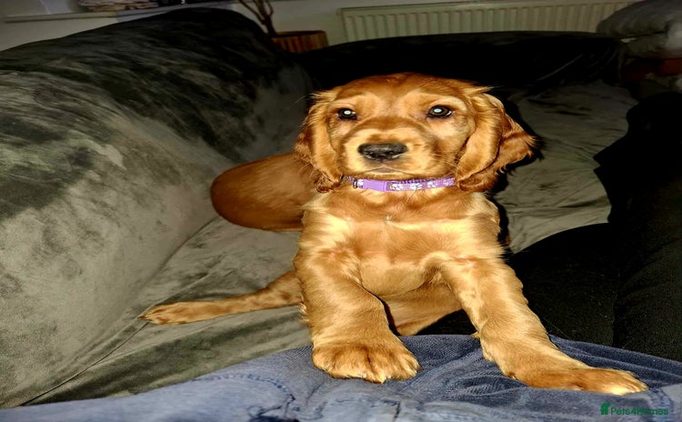 Cocker Spaniel dogs - Advert 7