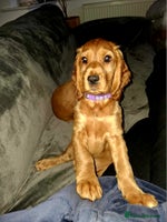 Cocker Spaniel dogs - Advert 3