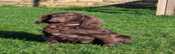 Cocker Spaniel dogs for sale: Girl Chocolate cocker spaniel  - Advert 5