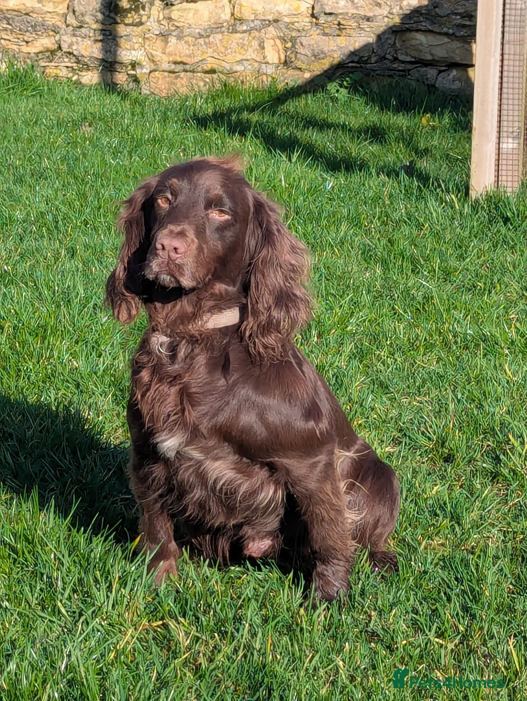 Cocker Spaniel dogs for sale: Girl Chocolate cocker spaniel  - Advert 5