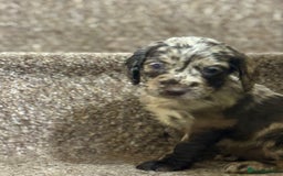 Cocker Spaniel dogs for sale: Cocker spaniel pups for sale  - Image 5