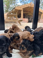 Cockapoo dogs - Advert 2