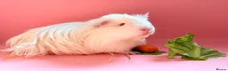 Guinea Pig rodents for sale: 2 gorgeous boy guinea pigs  in Yeovil - Advert 6