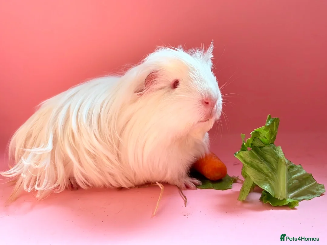 Guinea Pig rodents for sale: 2 gorgeous boy guinea pigs  in Yeovil - Advert 6