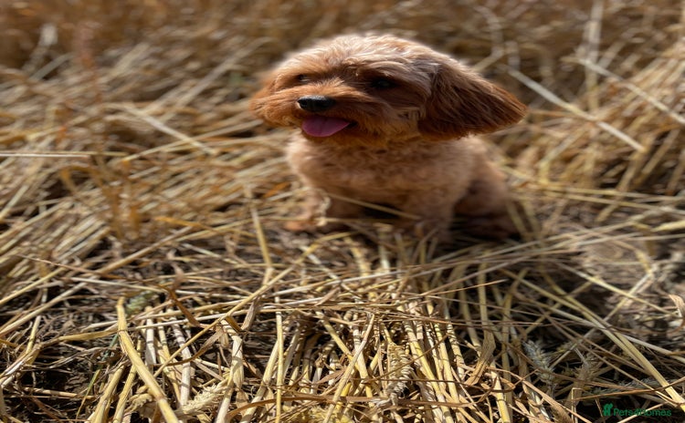 Cavapoo dogs - Advert 1