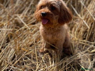 Cavapoo dogs ⭐️F1B Cavapoo Puppies - Health Tested parents ⭐️ - Advert 7