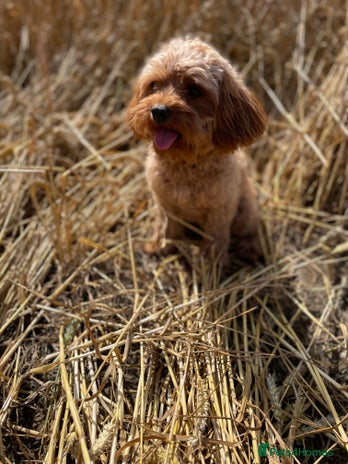 Cavapoo dogs - Advert 1